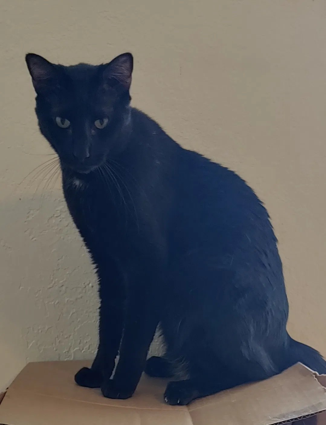 Lost cat in Miami, FL, 33165
