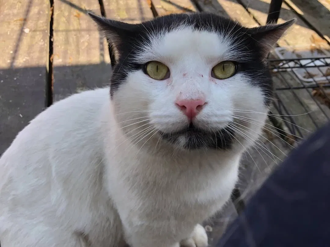 Lost cat in Pensacola, FL, 32506