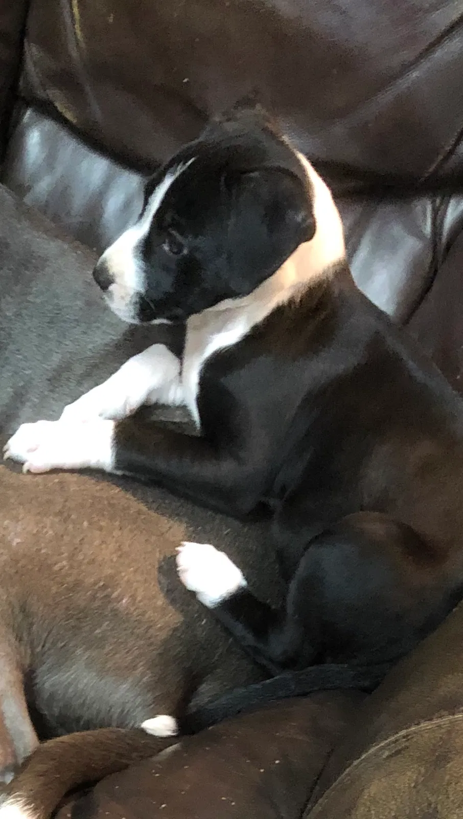 Lost dog in Deland, FL, 32720