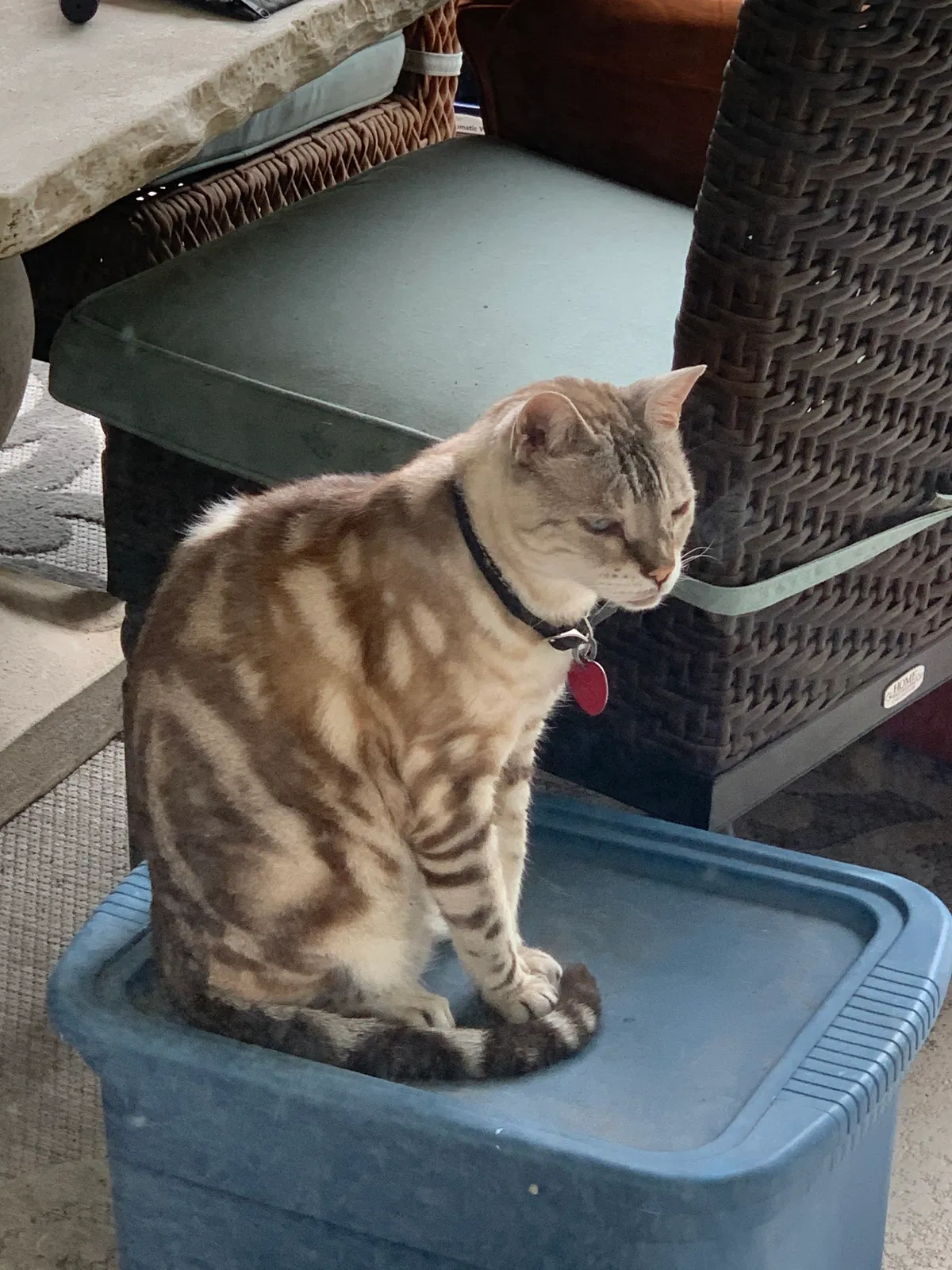 Lost cat in Gulf Breeze, FL, 32563