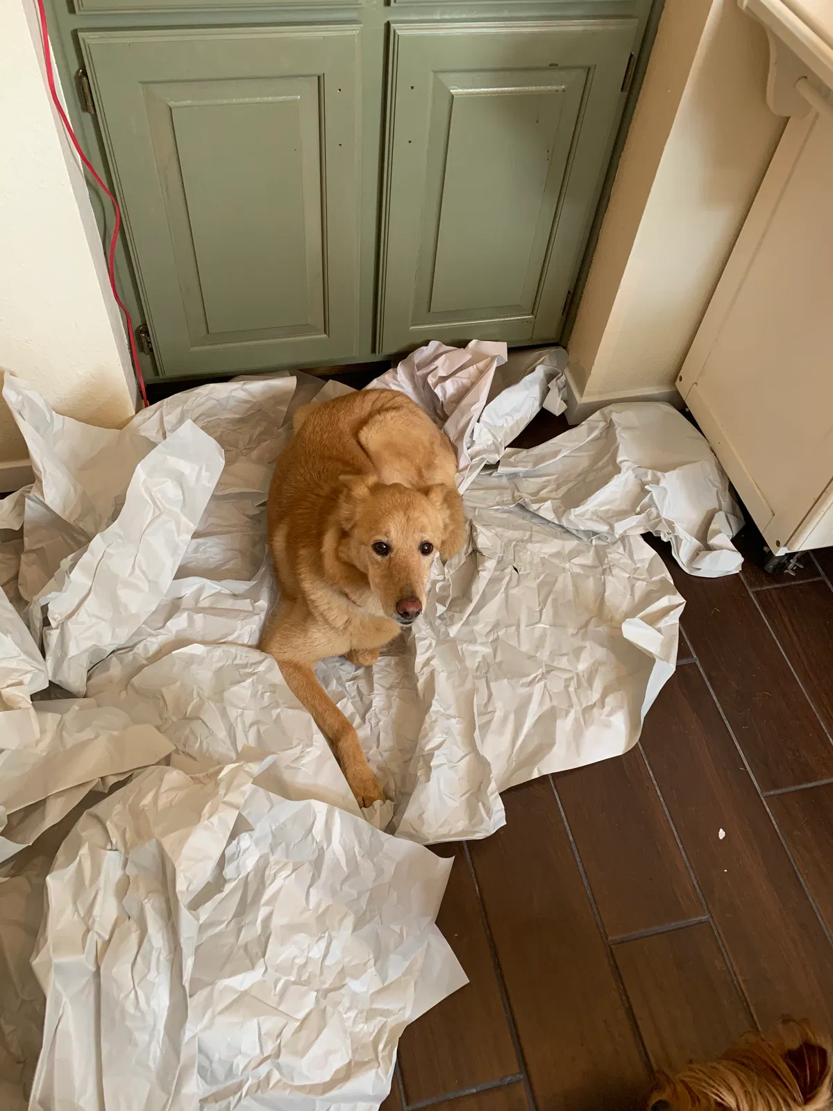 Lost dog in Fort Worth, TX, 76179