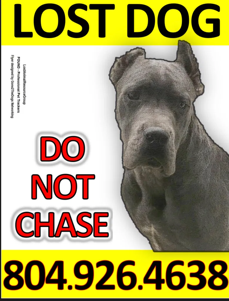 Lost dog in Petersburg, VA, 23803