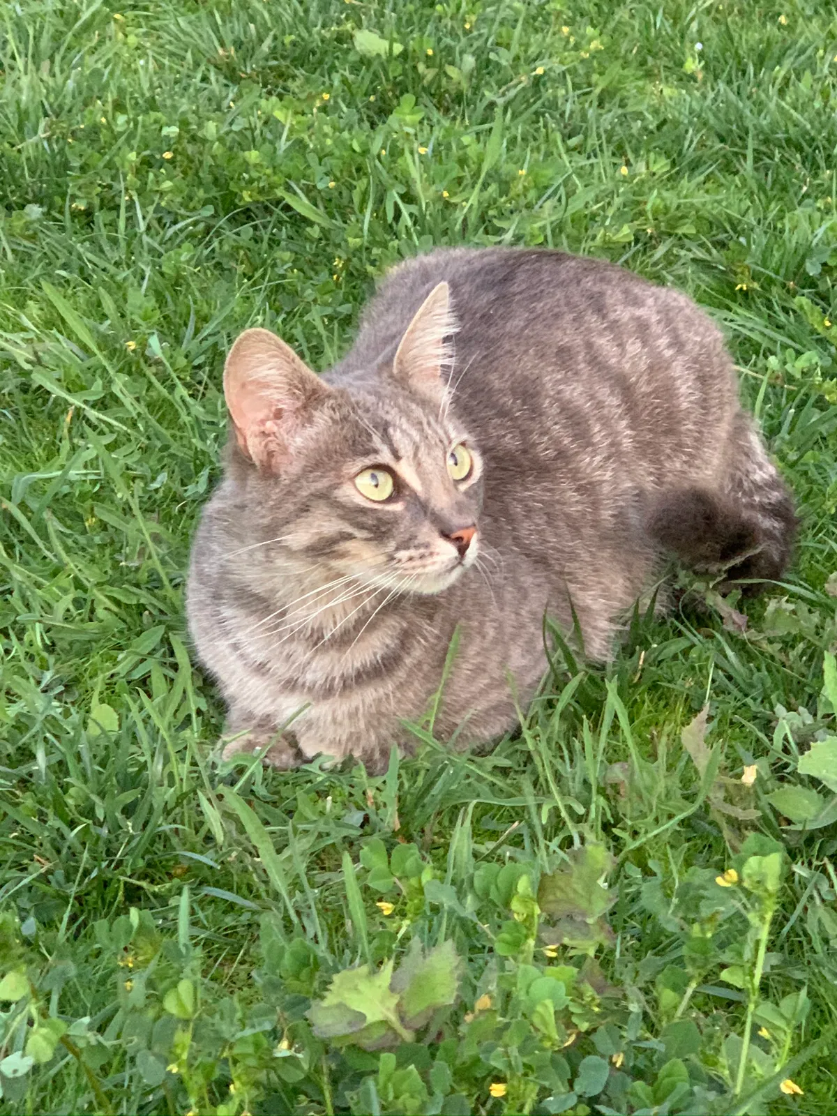 Lost cat in Fremont, CA, 94538