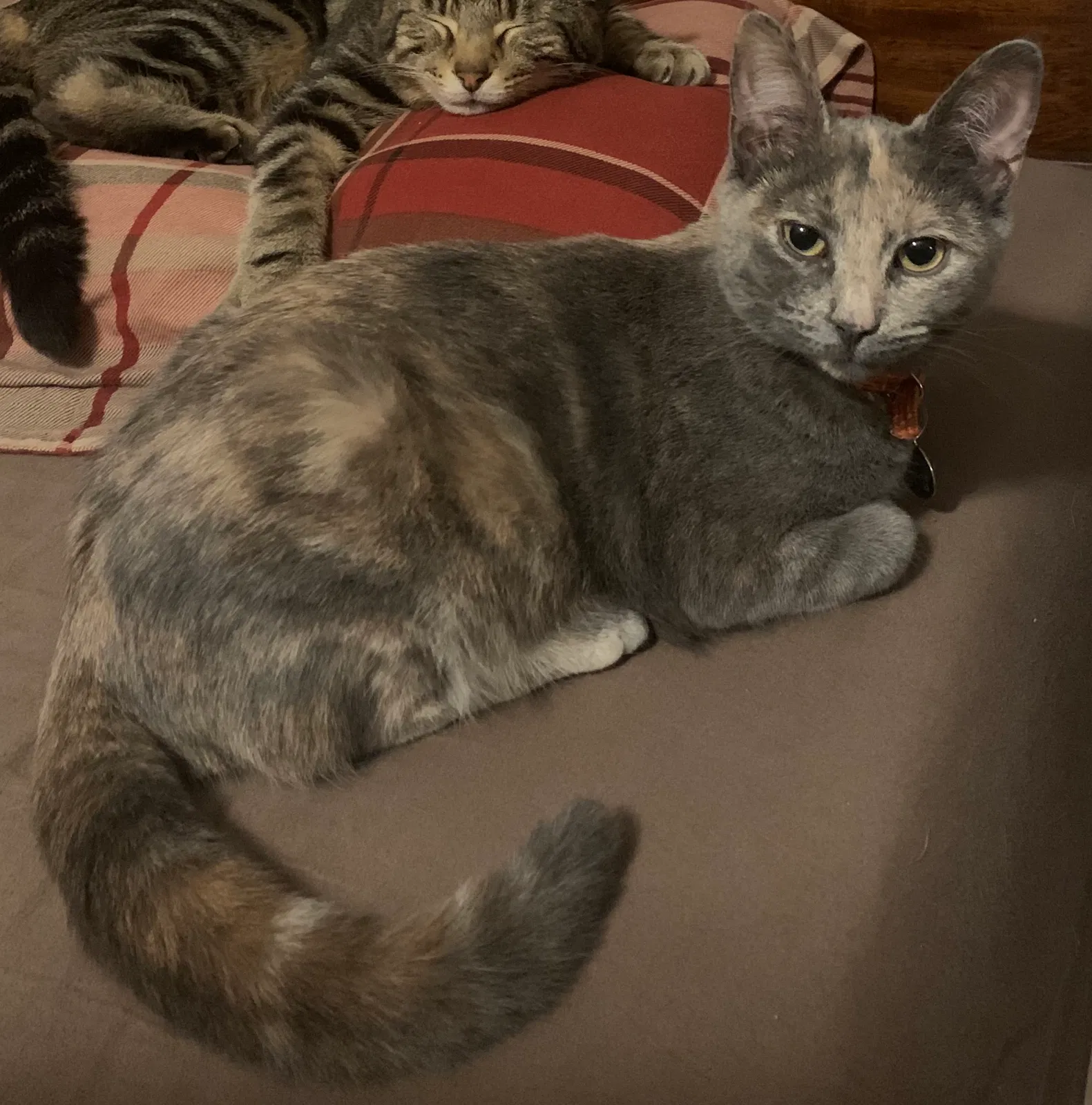Lost cat in East Berlin, CT, 6023