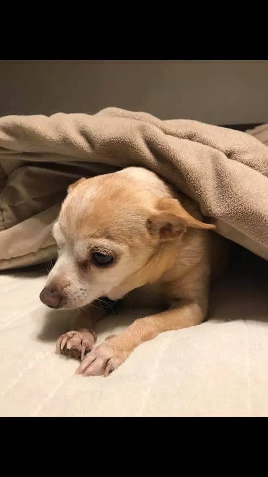 Lost dog in Myrtle Beach, SC, 29579