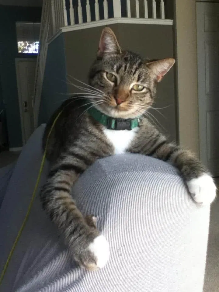 Lost cat in Concord, CA, 94521
