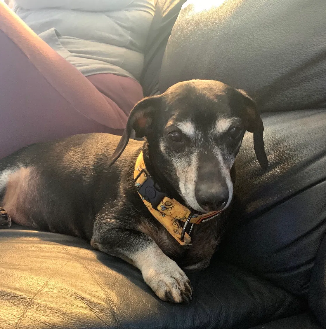 Lost dog in Ridgefield, WA, 98642
