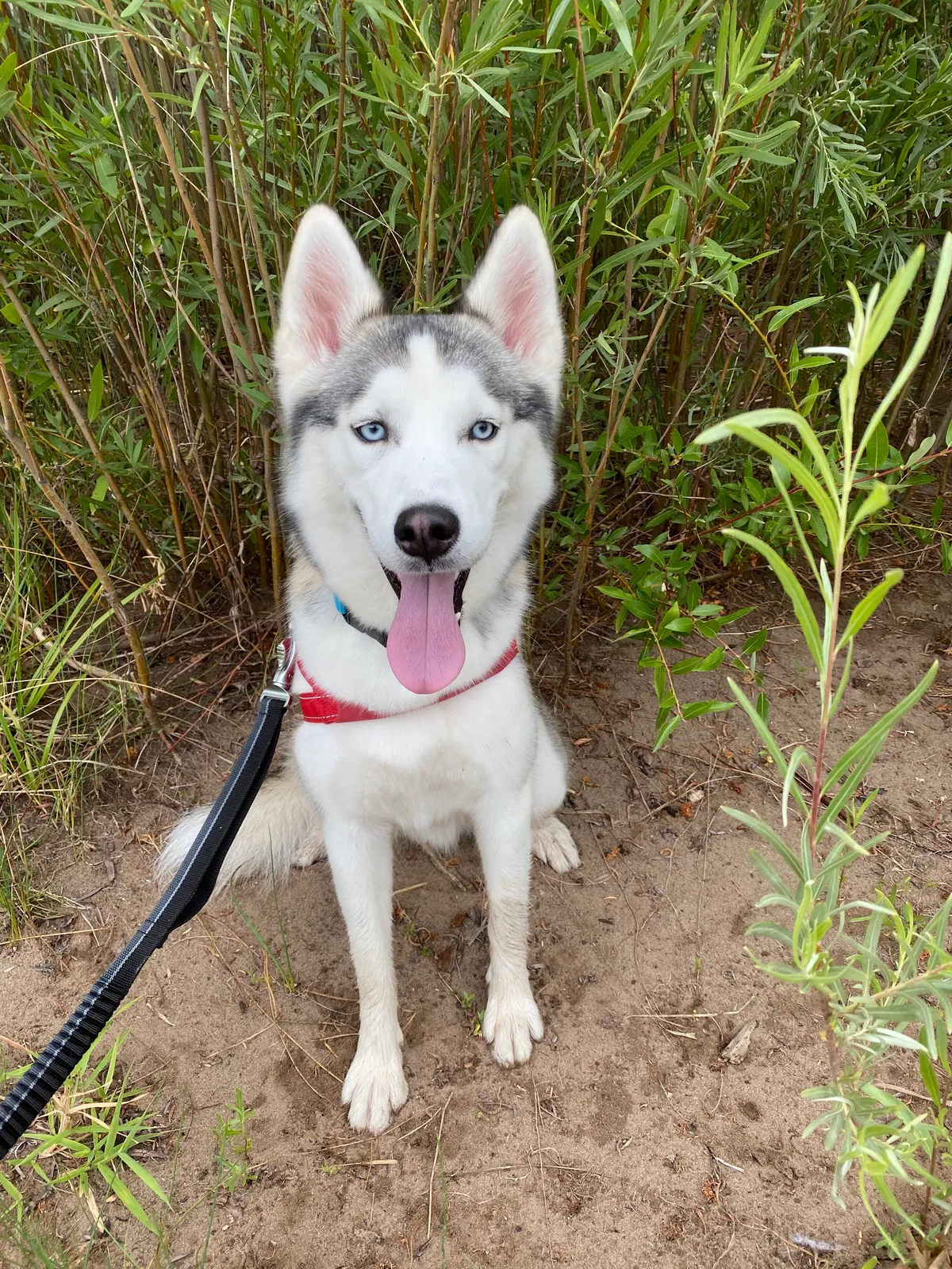 Lost dog in Durango, CO, 81301