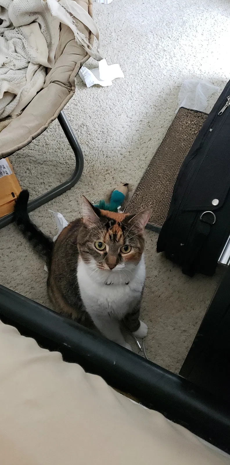 Lost cat in Columbus, OH, 43235