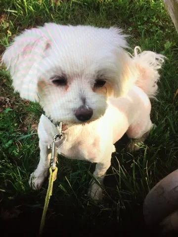 Lost dog in Temple Hills, MD, 20748