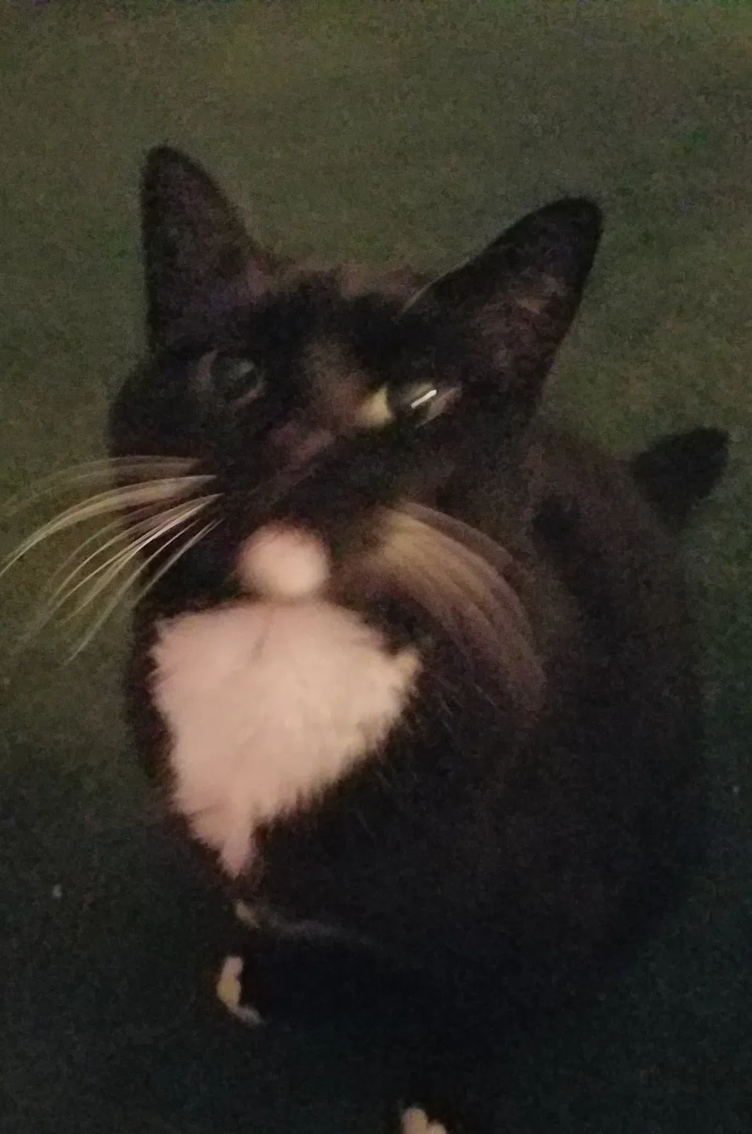 Lost cat in Winnetka, IL, 60093