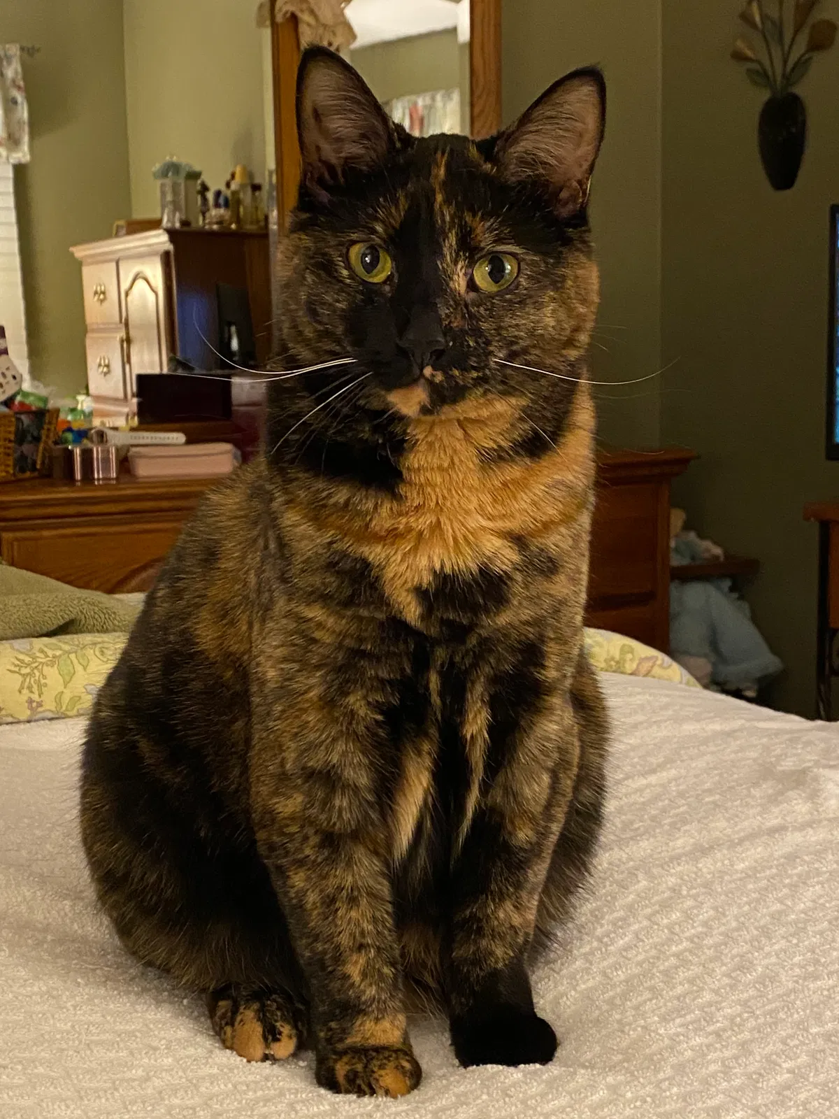 Lost cat in Yorktown Heights, NY, 10598