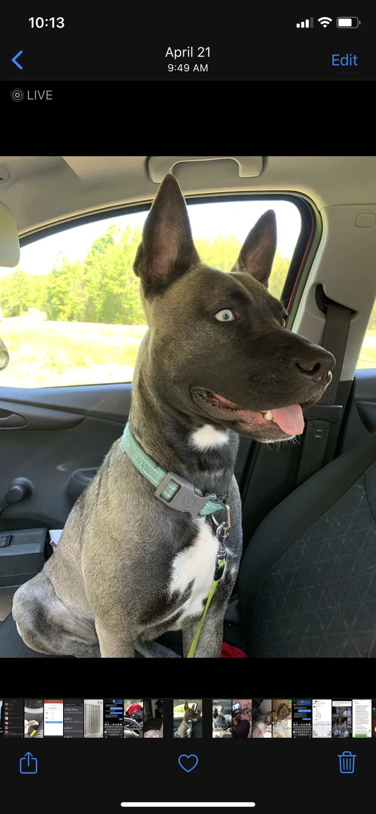 Lost dog in Vilonia, AR, 72173