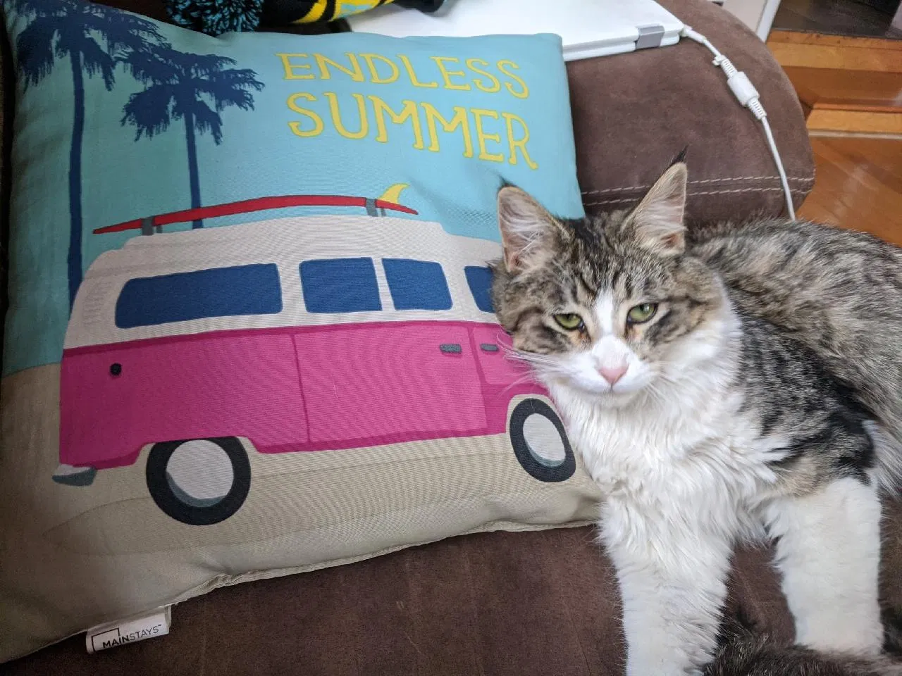 Lost cat in Albuquerque, NM, 87102