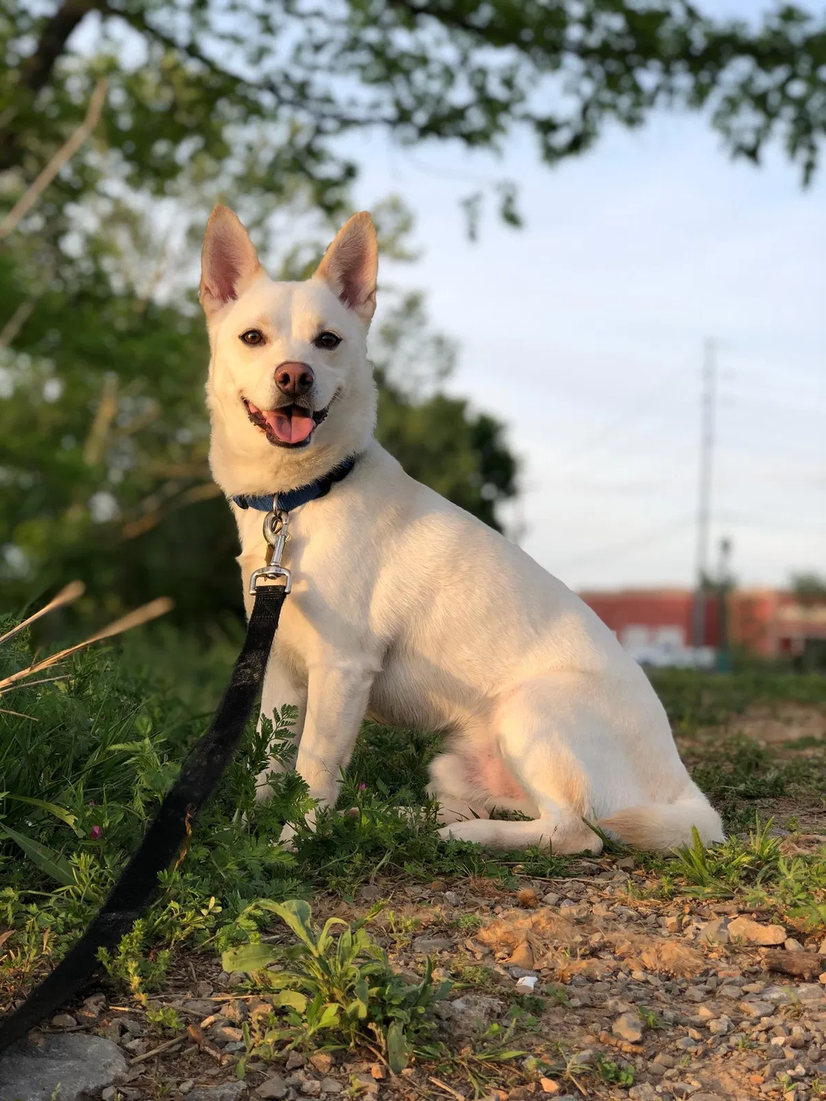 Lost dog in Elkton, KY, 42220