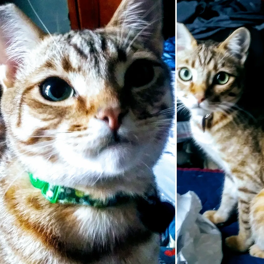 Lost cat in Oakland, CA, 94606