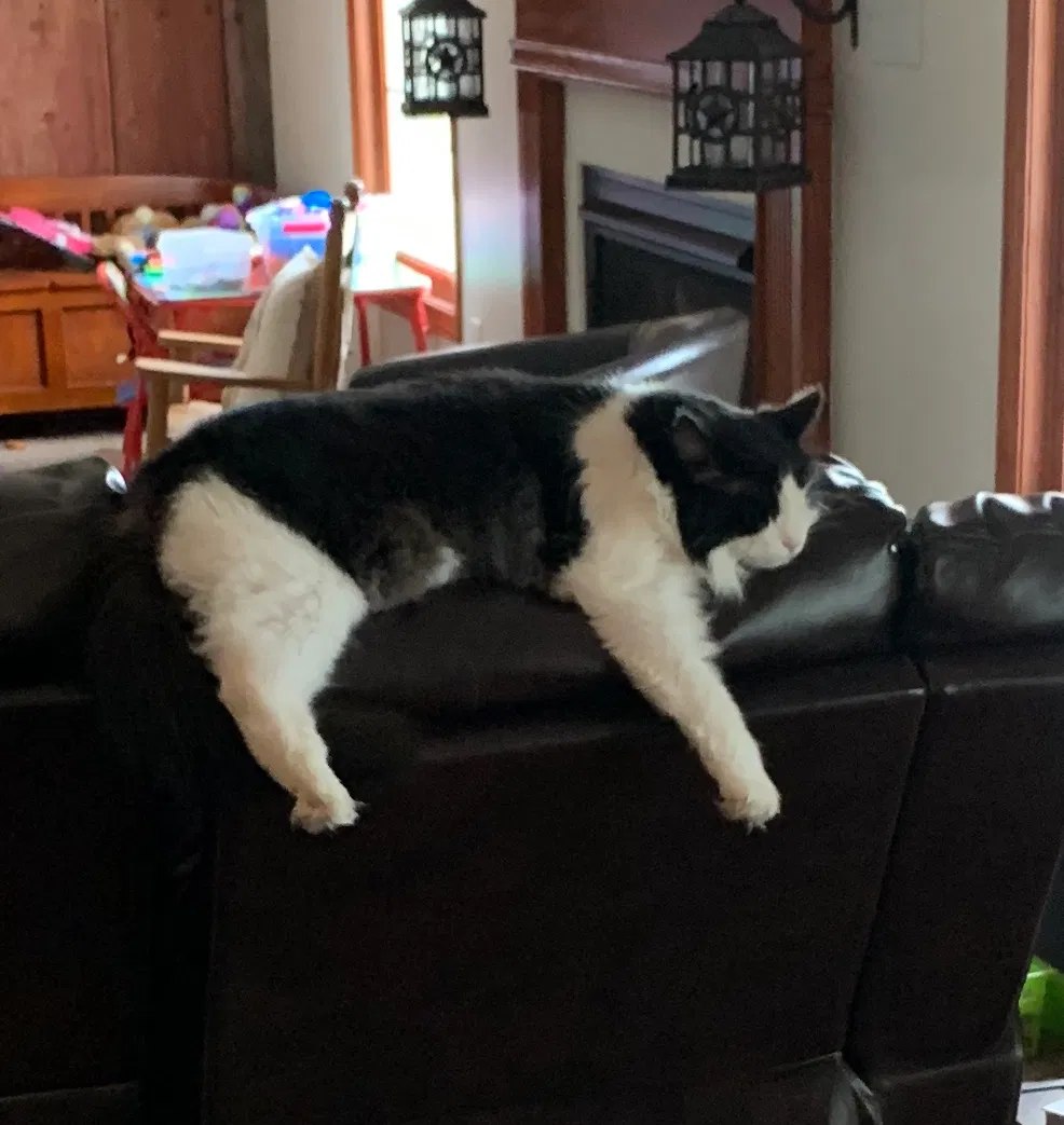 Lost cat in Mount Sterling, OH, 43143