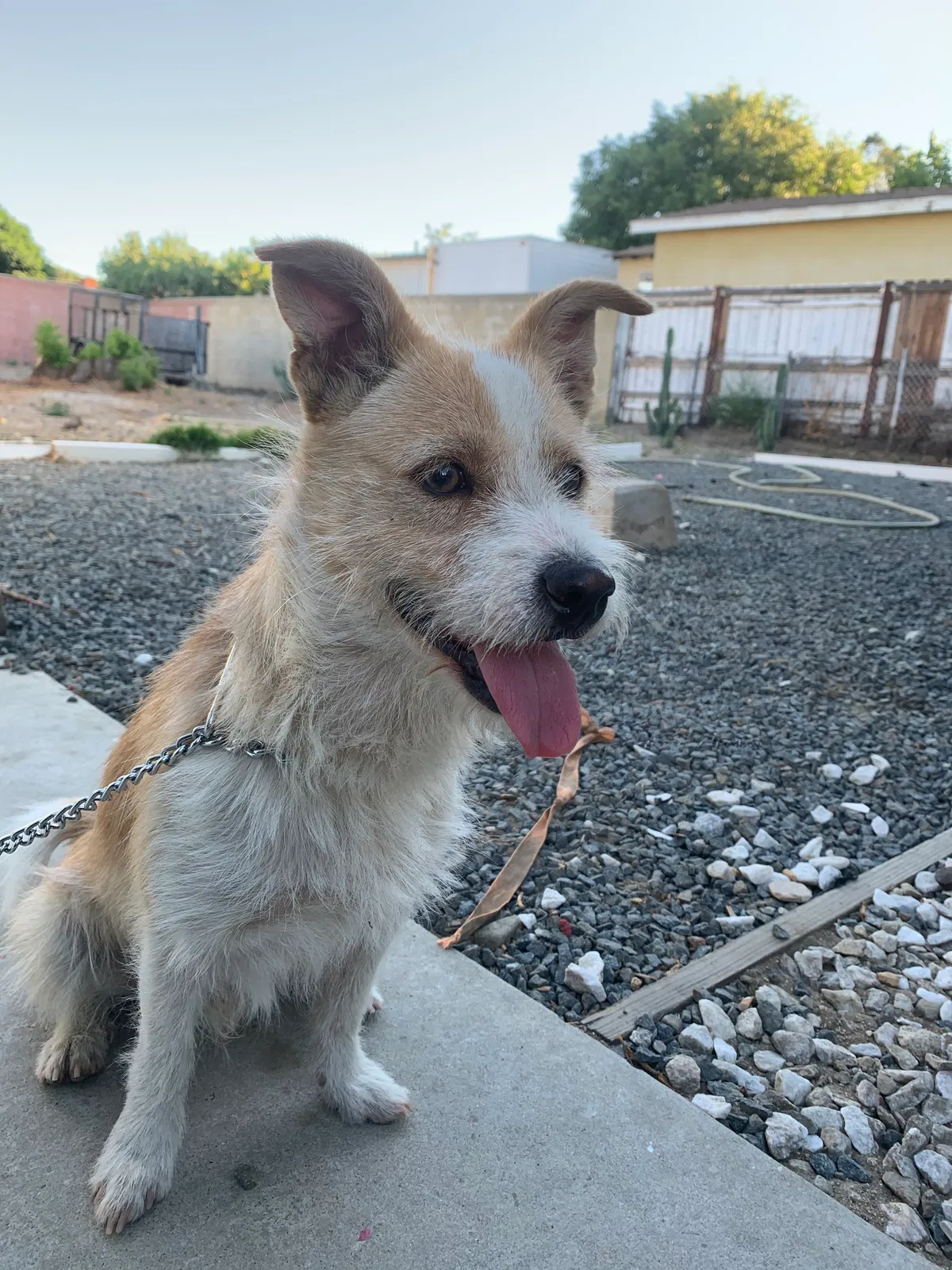 Lost dog in Fontana, CA, 92335