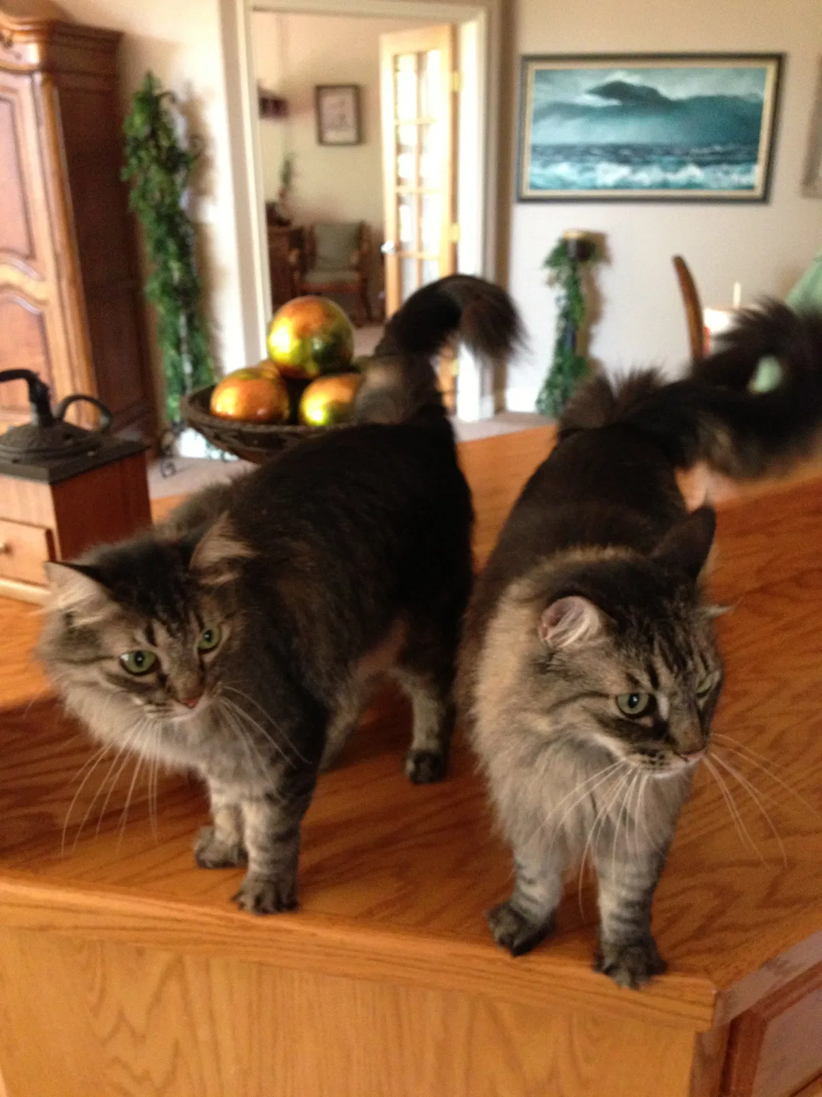 Lost cat in Lubbock, TX, 79424