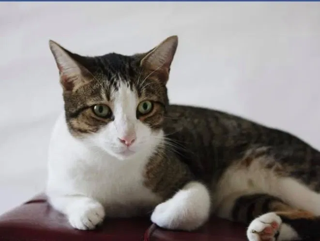 Lost cat in Fort Myers, FL, 33905