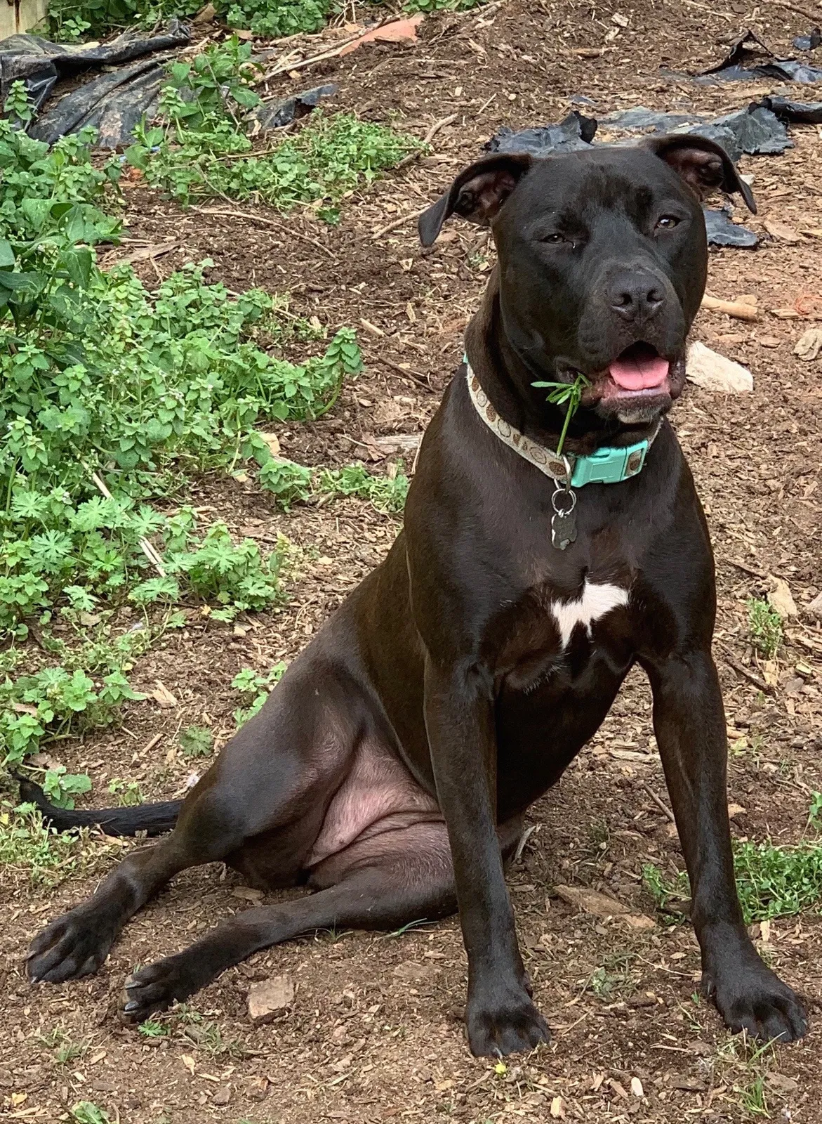 Lost dog in Atlanta, GA, 30338