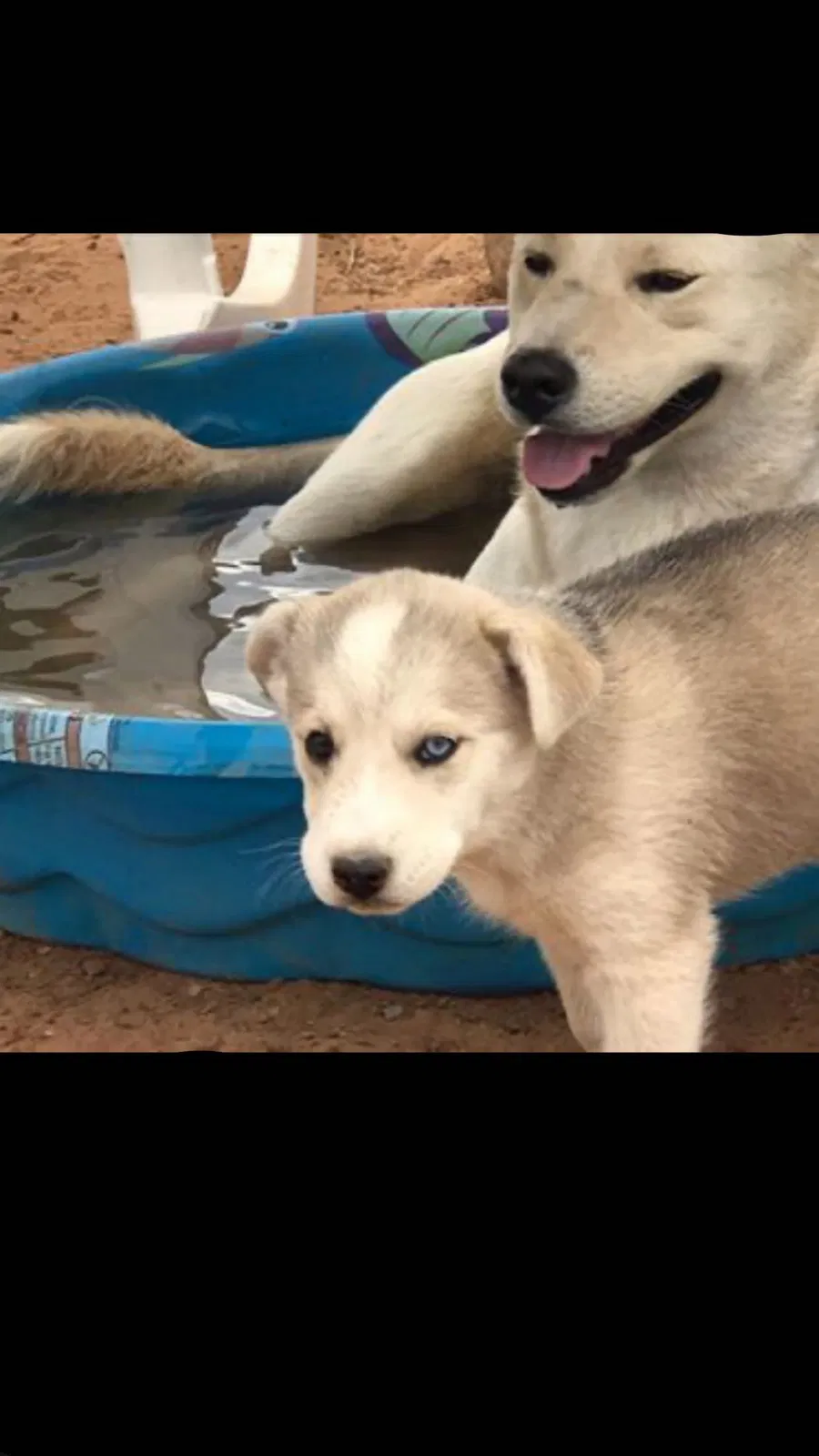 Lost dog in Las Cruces, NM, 88012