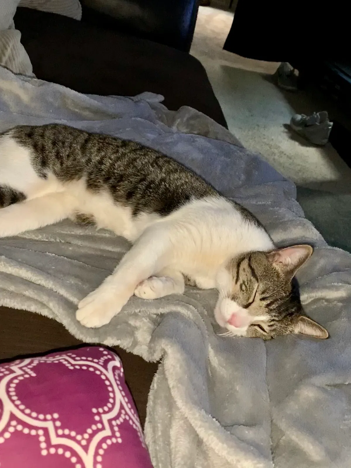 Found cat in Aurora, CO, 80011