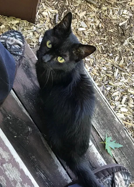 Lost cat in Northville, MI, 48168