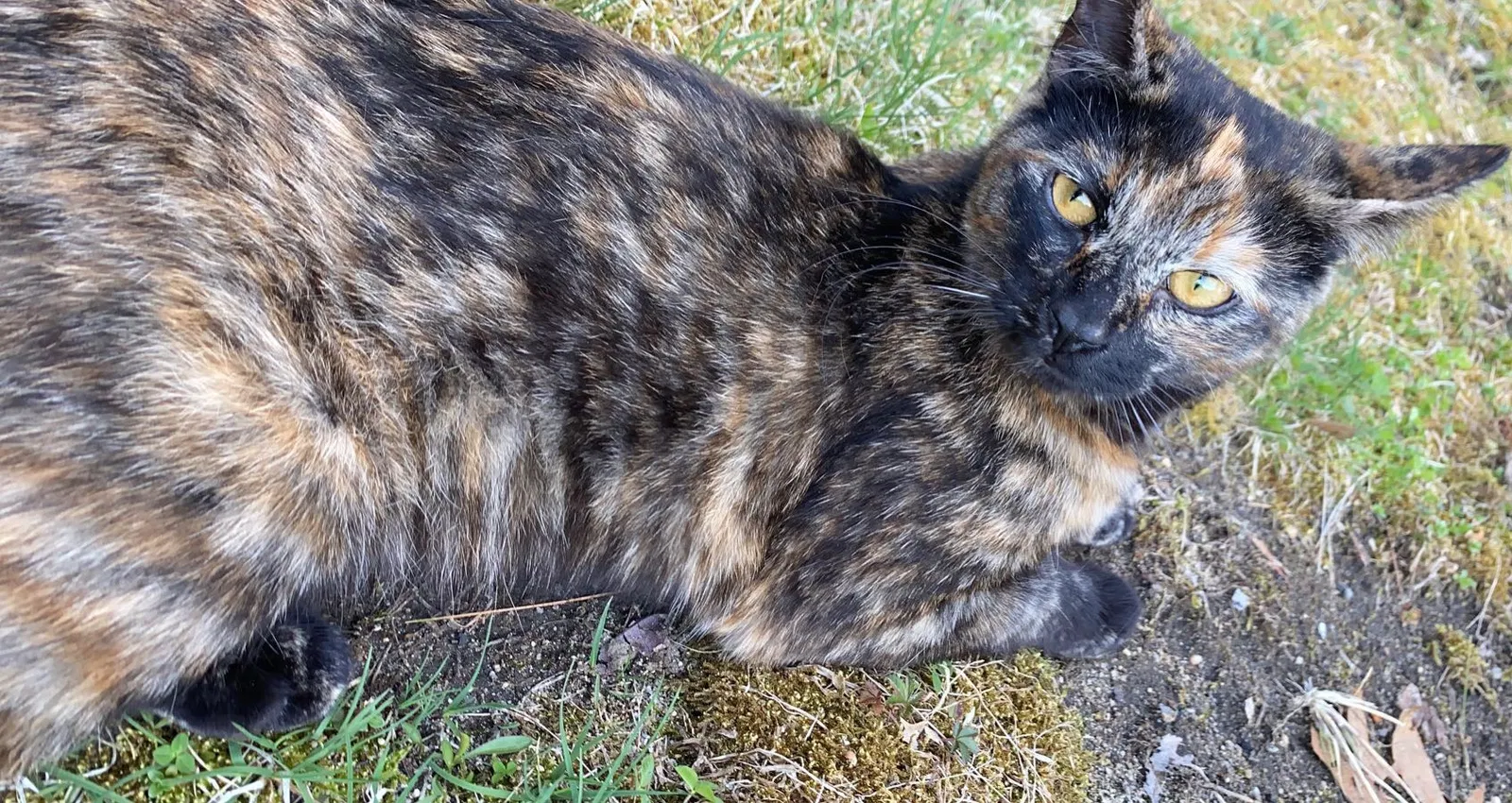 Lost cat in Palmer, MA, 1069