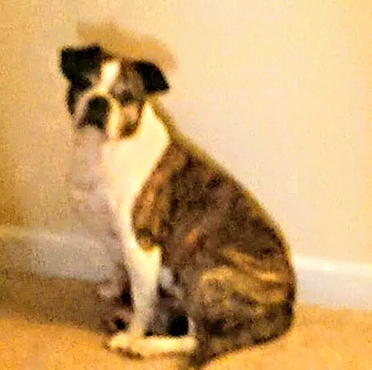 Lost dog in Hampstead, NC, 28443