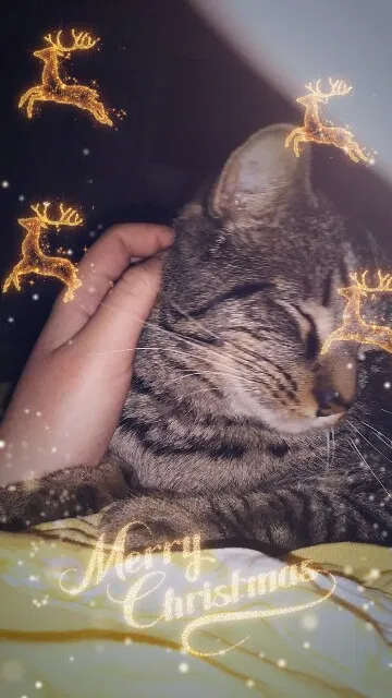 Lost cat in San Diego, CA, 92154