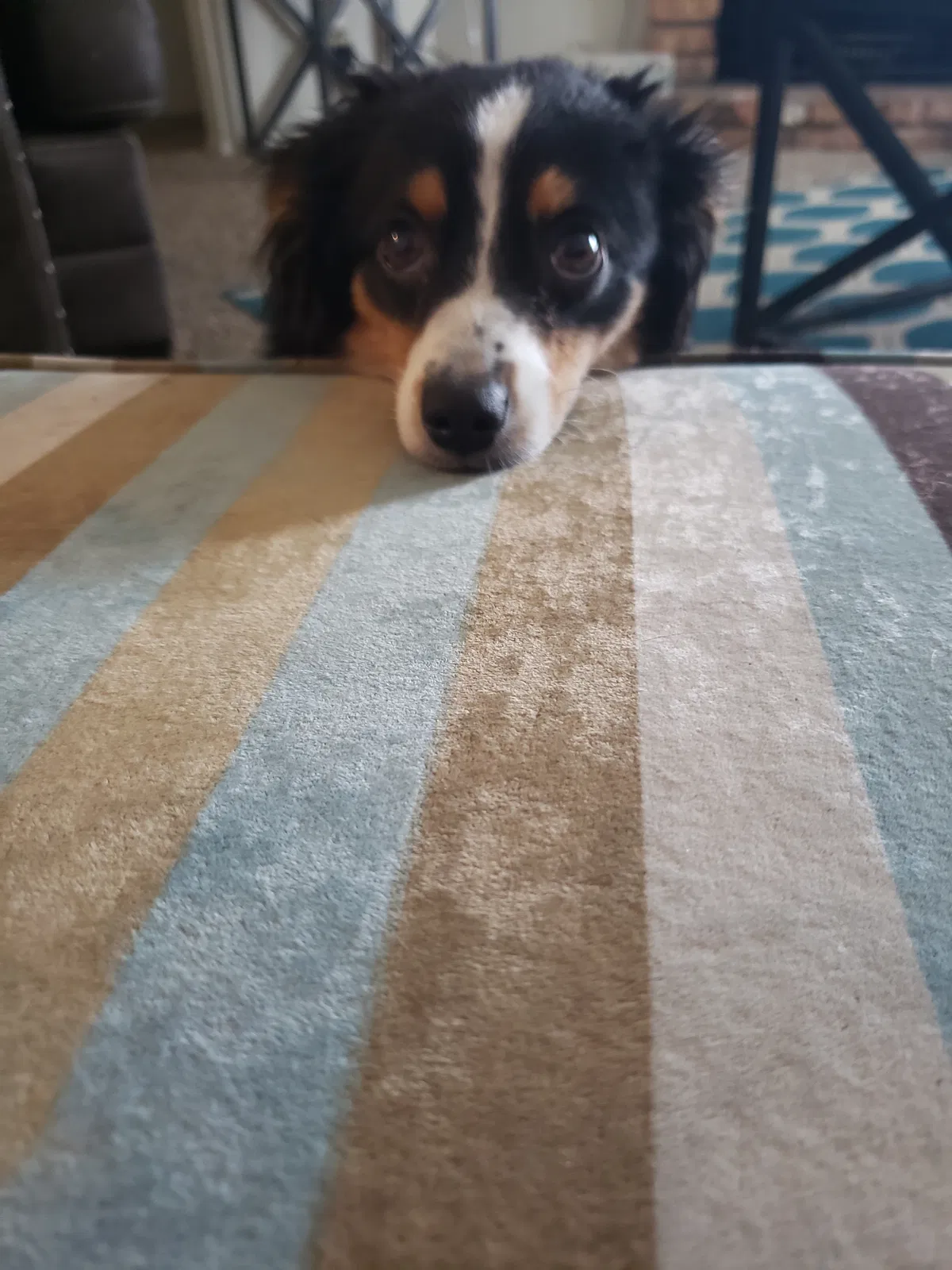 Lost dog in Amarillo, TX, 79106