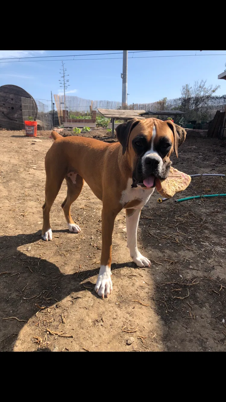 Lost dog in San Ysidro, CA, 92173