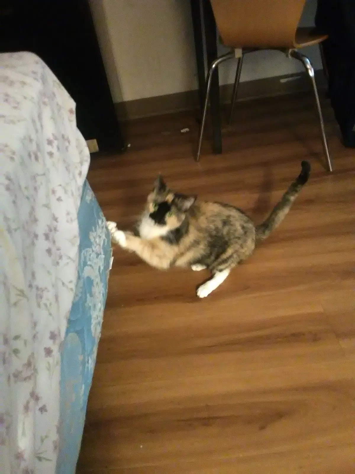 Lost cat in Tulsa, OK, 74116
