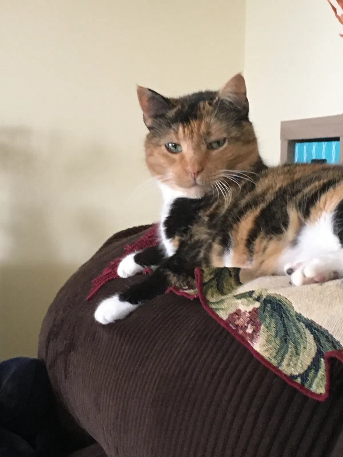 Lost cat in Fort Lauderdale, FL, 33326