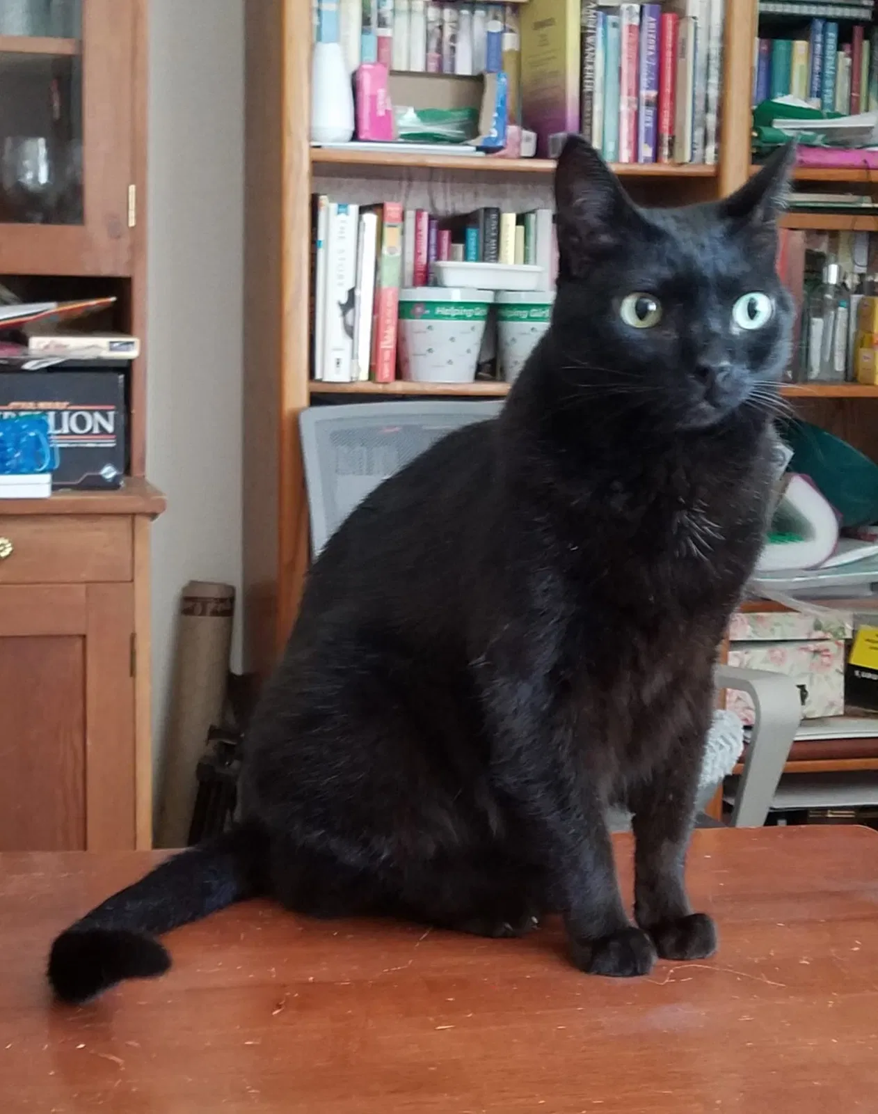 Lost cat in Scottsdale, AZ, 85251