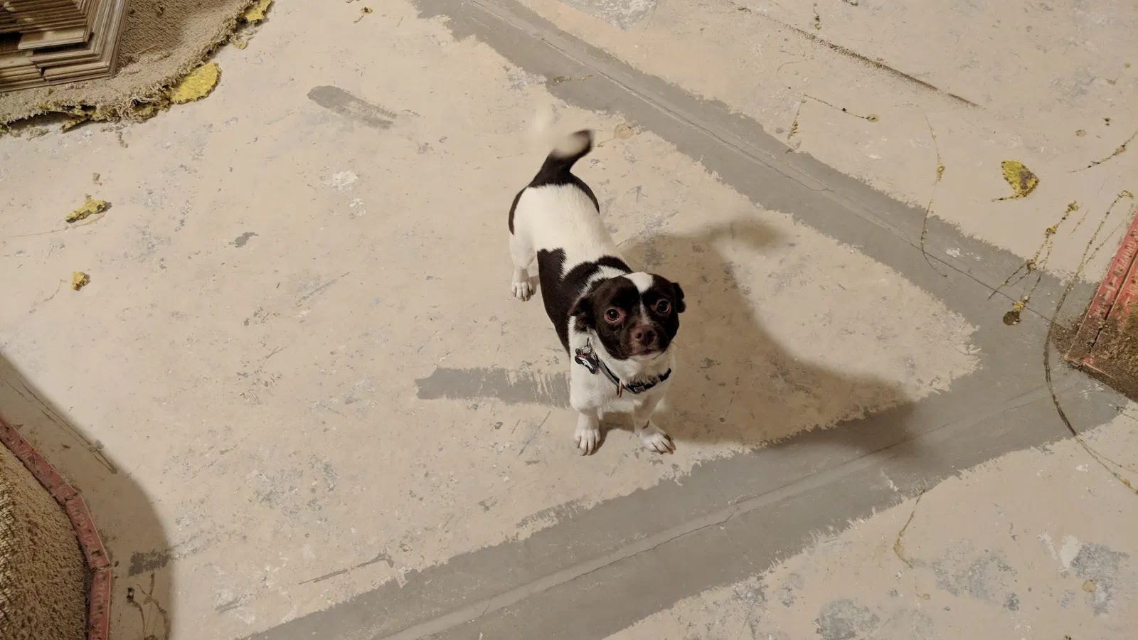 Lost dog in Aurora, CO, 80014