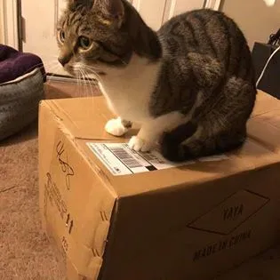 Lost cat in Redford, MI, 48239