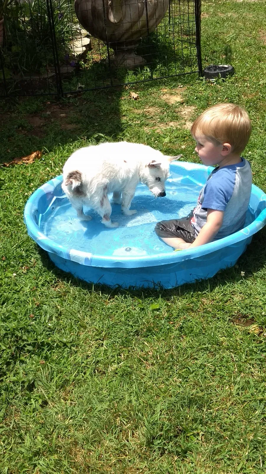 Lost dog in Disputanta, VA, 23842