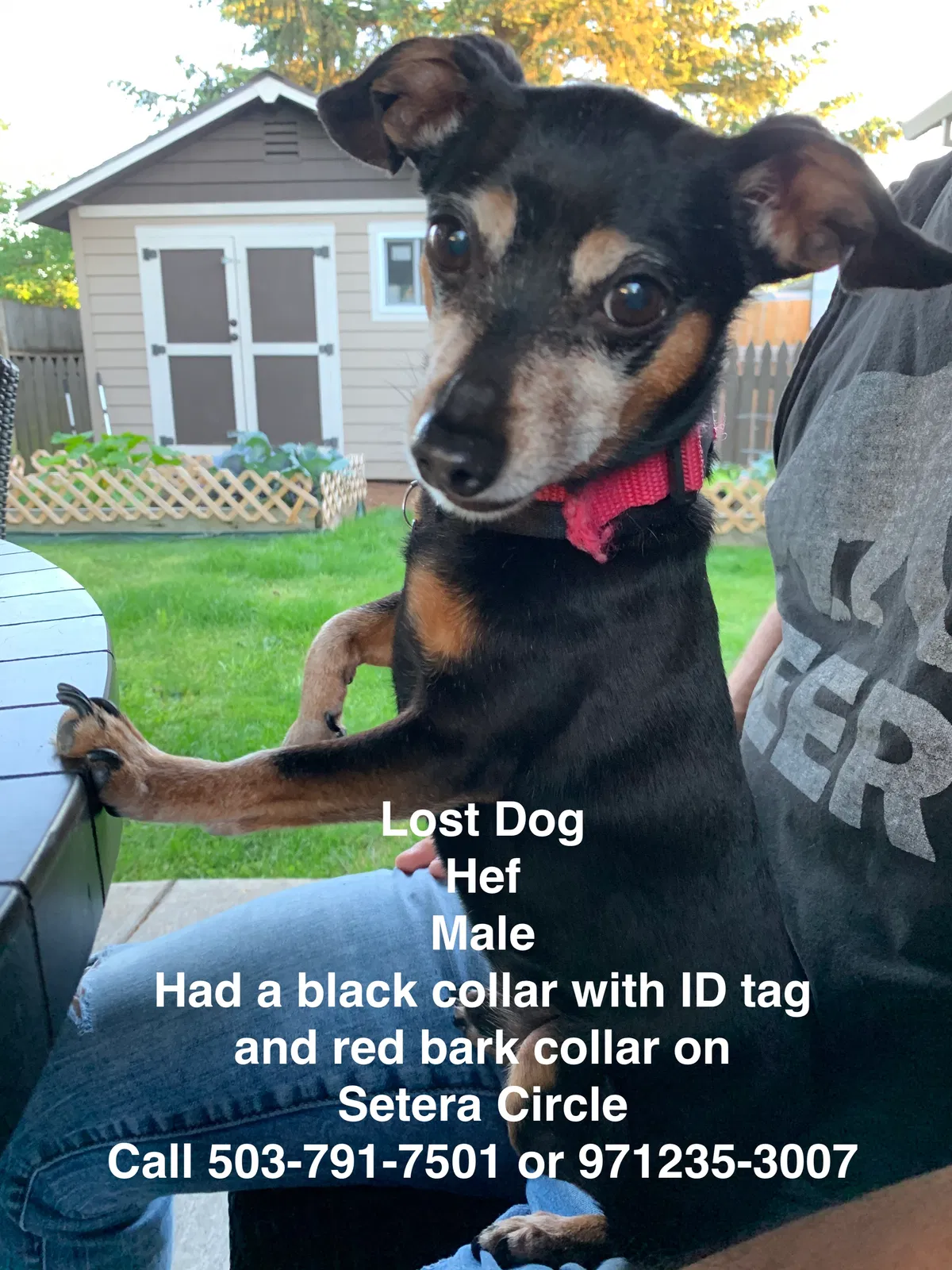 Lost dog in Oregon City, OR, 97045
