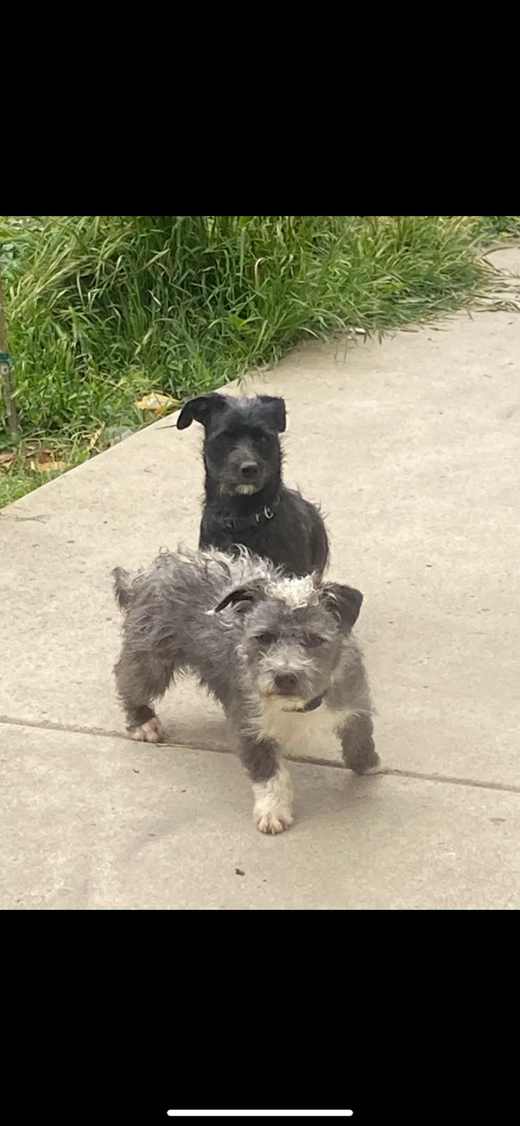 Lost dog in Bakersfield, CA, 93305