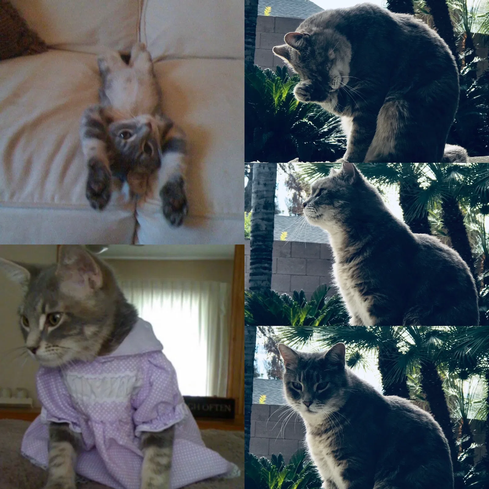 Lost cat in Phoenix, AZ, 85051