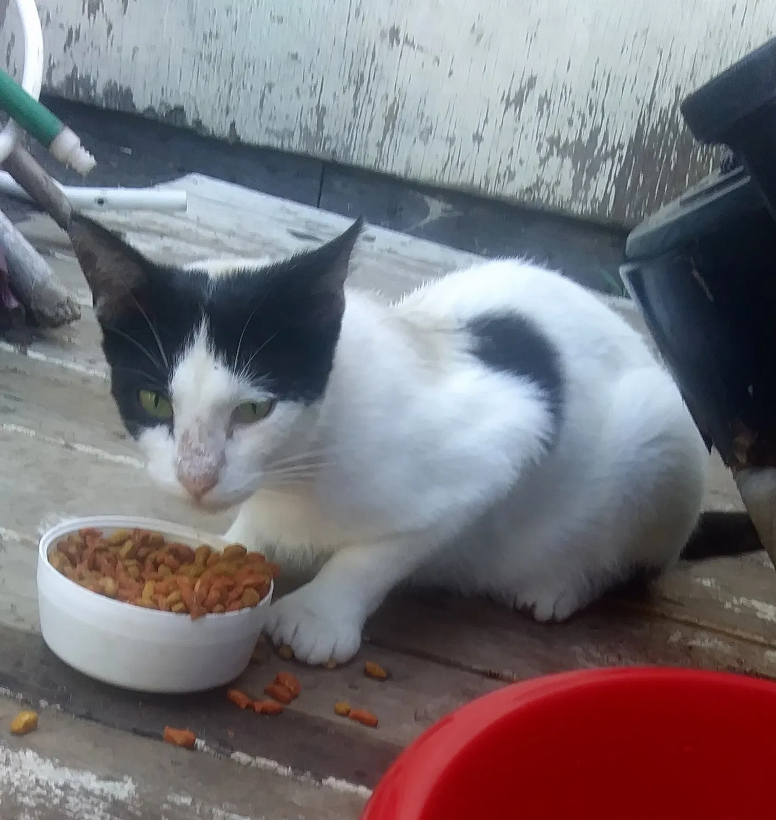 Found cat in Pine City, MN, 55063
