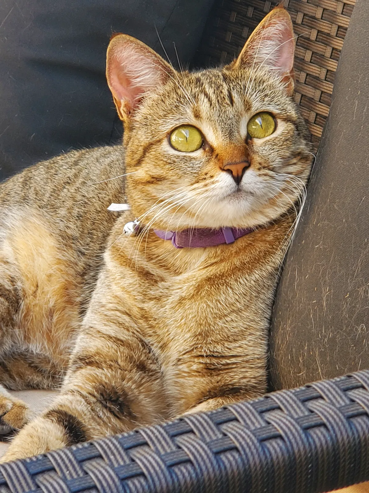 Lost cat in San Bernardino, CA, 92407
