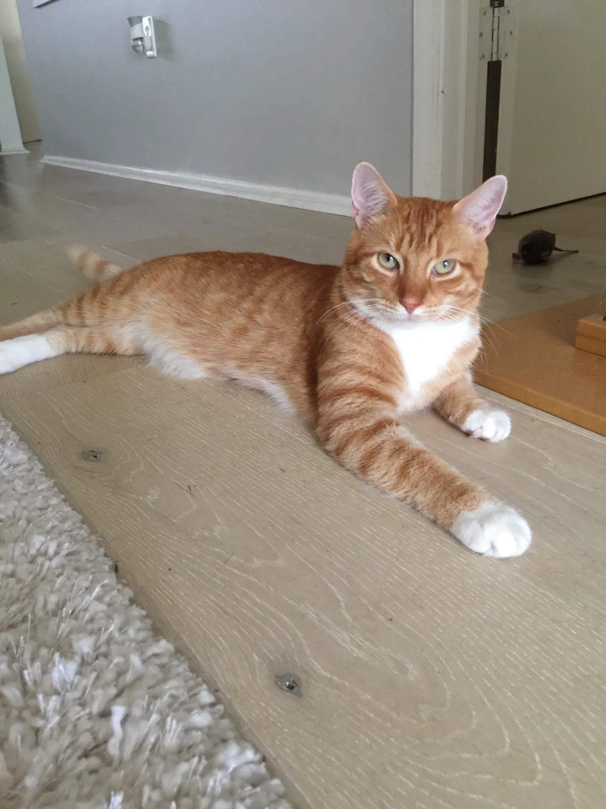 Lost cat in Sarasota, FL, 34243