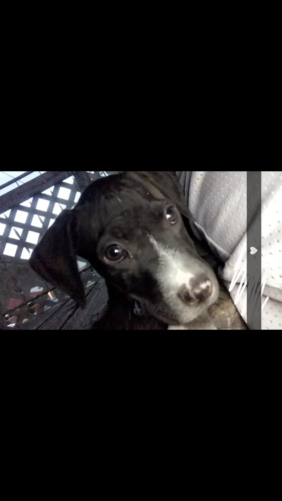 Lost dog in Ogden, UT, 84403