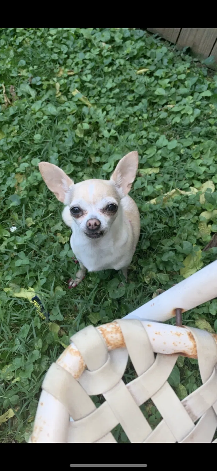 Lost dog in Lexington, KY, 40507