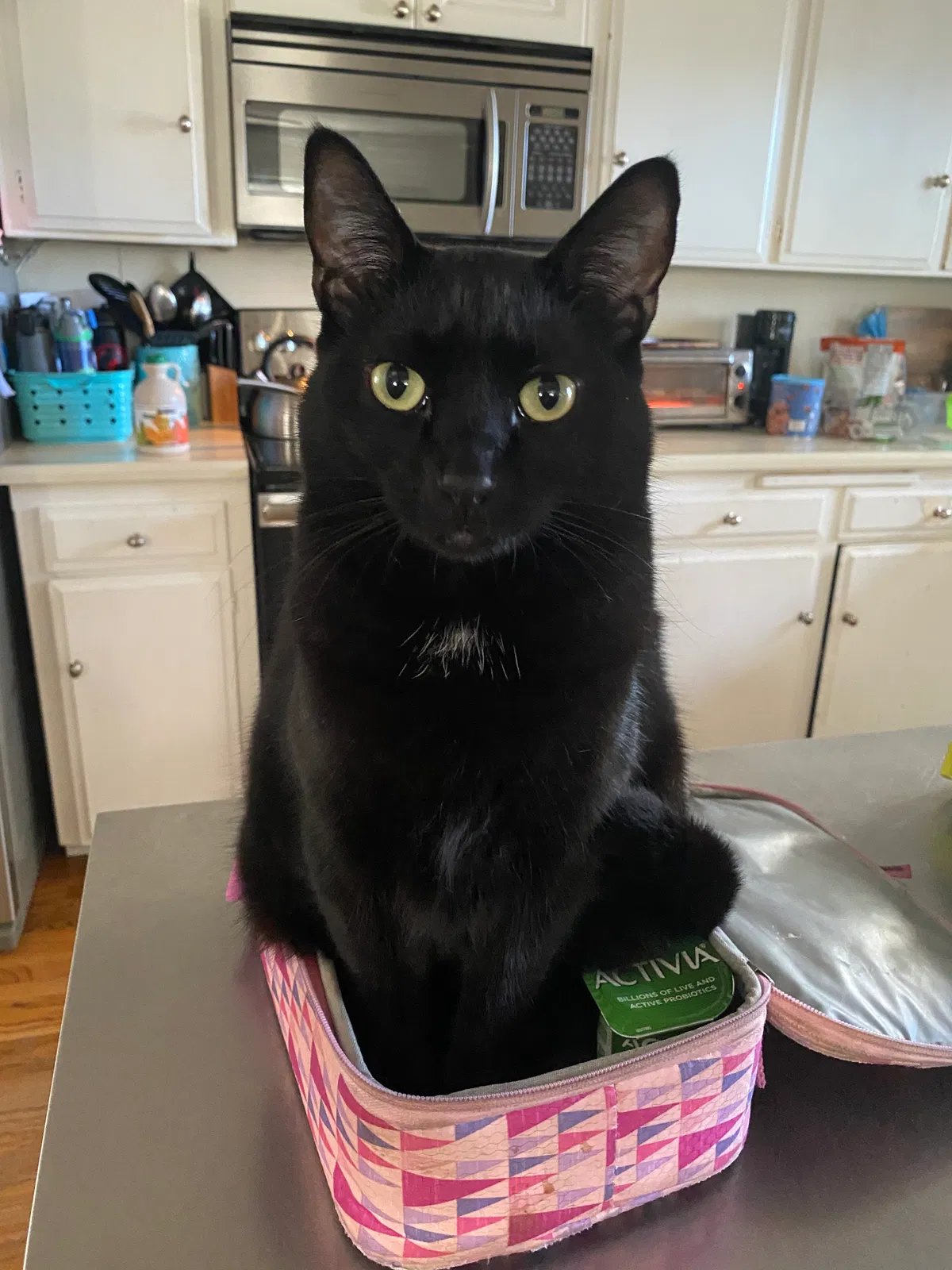Lost cat in La Mesa, CA, 91942