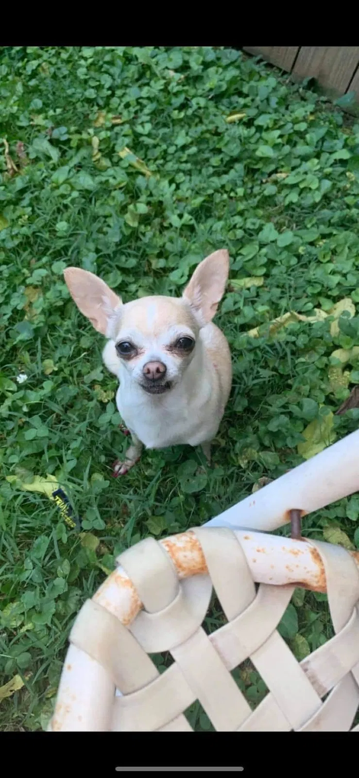 Lost dog in Lexington, KY, 40507
