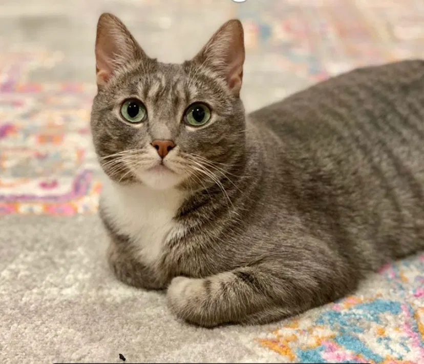 Lost cat in Thousand Oaks, CA, 91360
